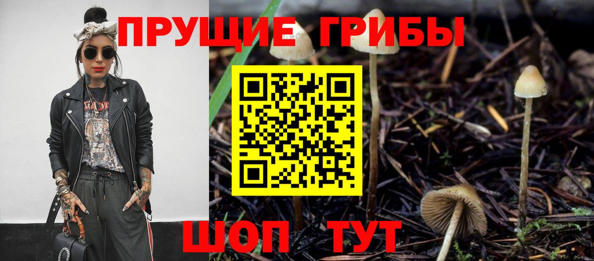 Псилоцибиновые грибы Psilocybe Новоалександровск