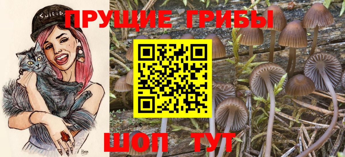 Псилоцибиновые грибы Psilocybe  Вход с VPN  Галлюциногенные грибы ЛСД  Новоалександровск 